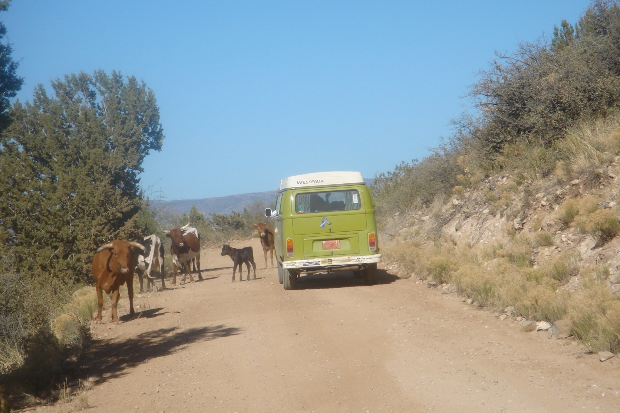 eagles camp verde - 01